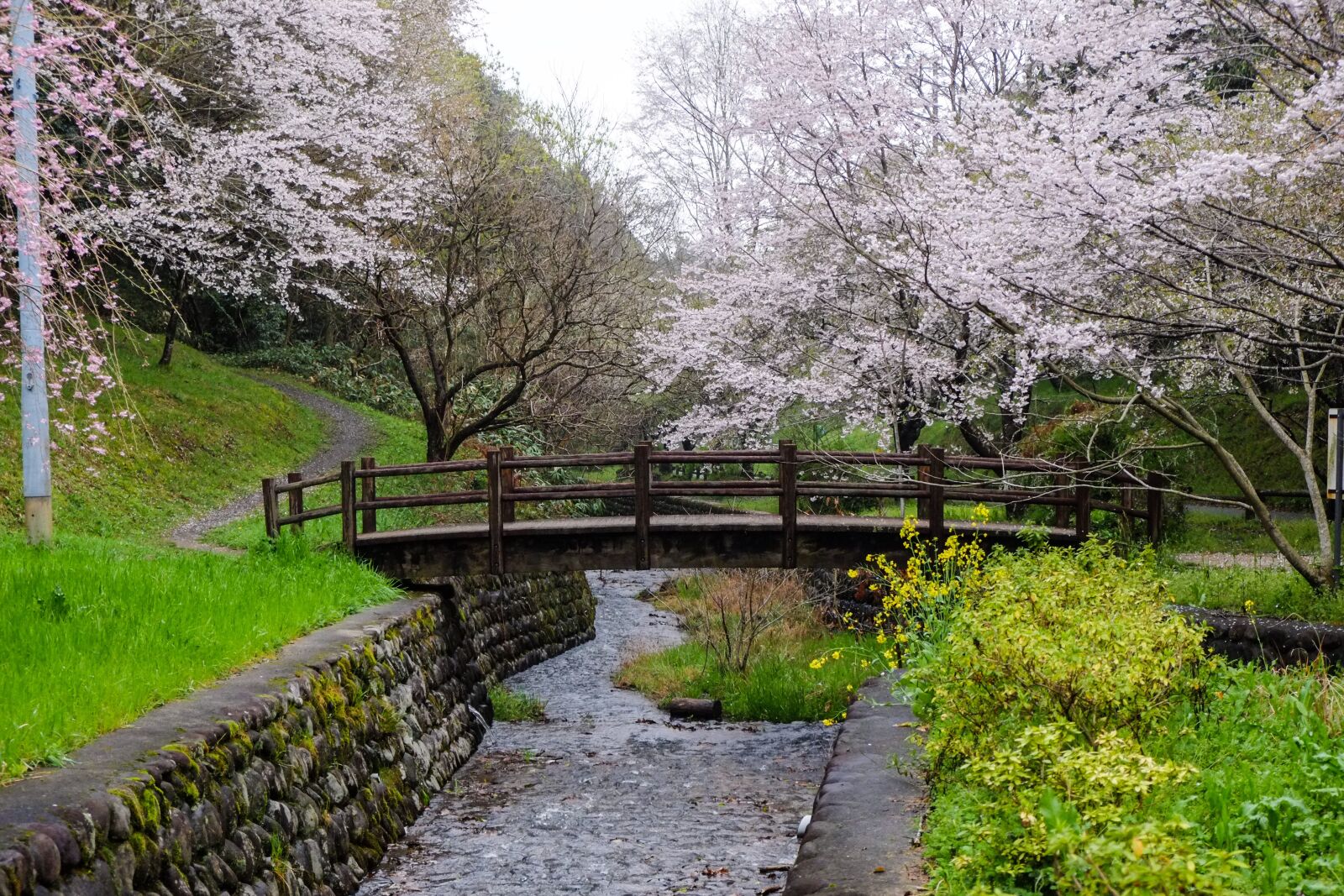 Fujifilm X-E1 sample photo. Cherry blossoms, japan, kumamoto photography