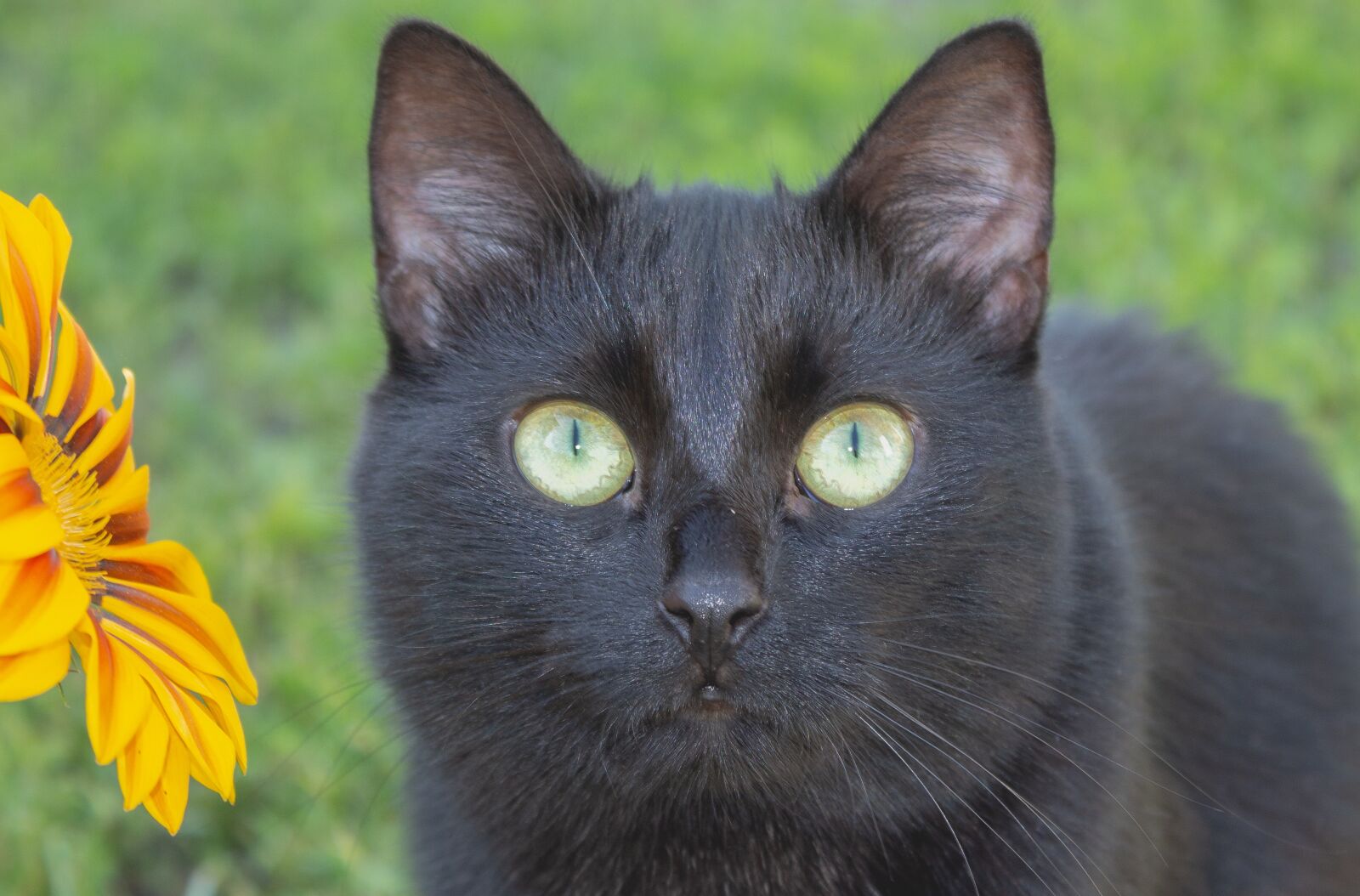 Canon EOS 650D (EOS Rebel T4i / EOS Kiss X6i) + Canon EF-S 18-55mm F3.5-5.6 III sample photo. Cat, black, portrait photography