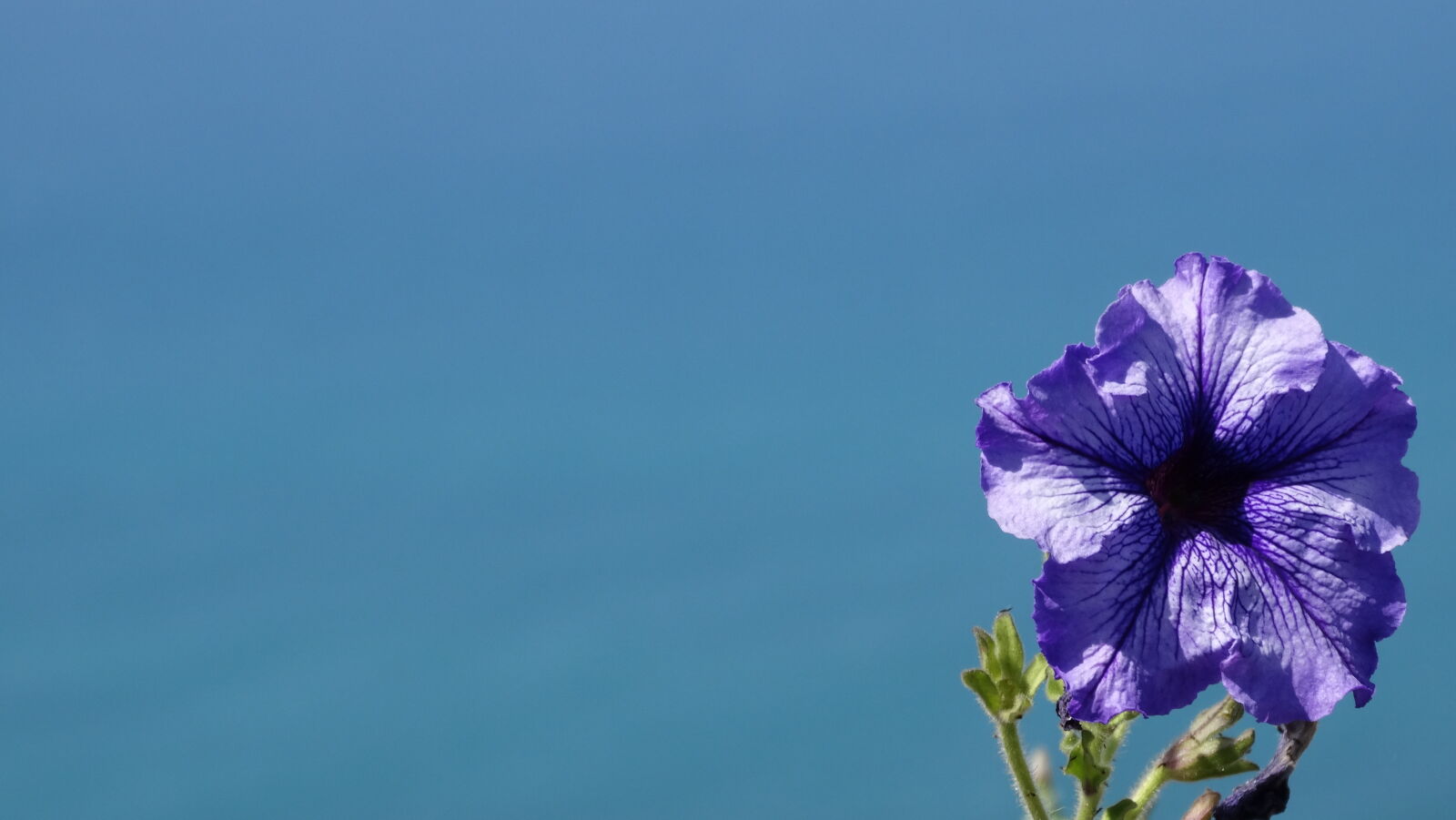 Sony Cyber-shot DSC-HX300 sample photo. Flowers photography