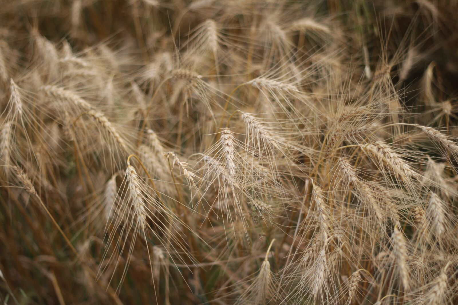 Canon EF 50mm f/1.8 sample photo. Wheat, grain, field photography