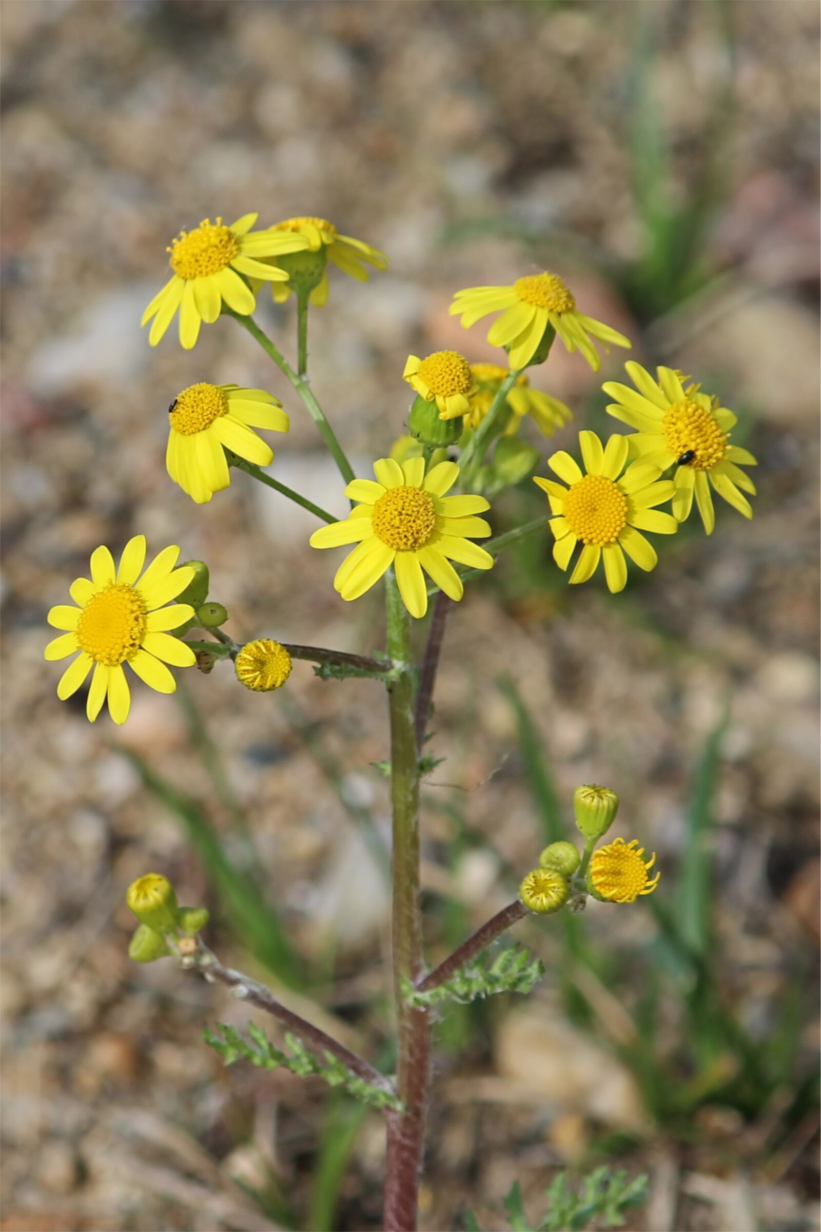 Canon EOS 600D (Rebel EOS T3i / EOS Kiss X5) sample photo. Jacob's ragwort, wild flower photography