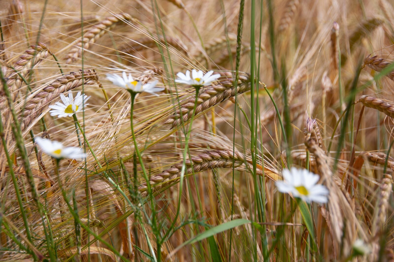 Nikon D40 sample photo. Daisies, cornfield, nature photography