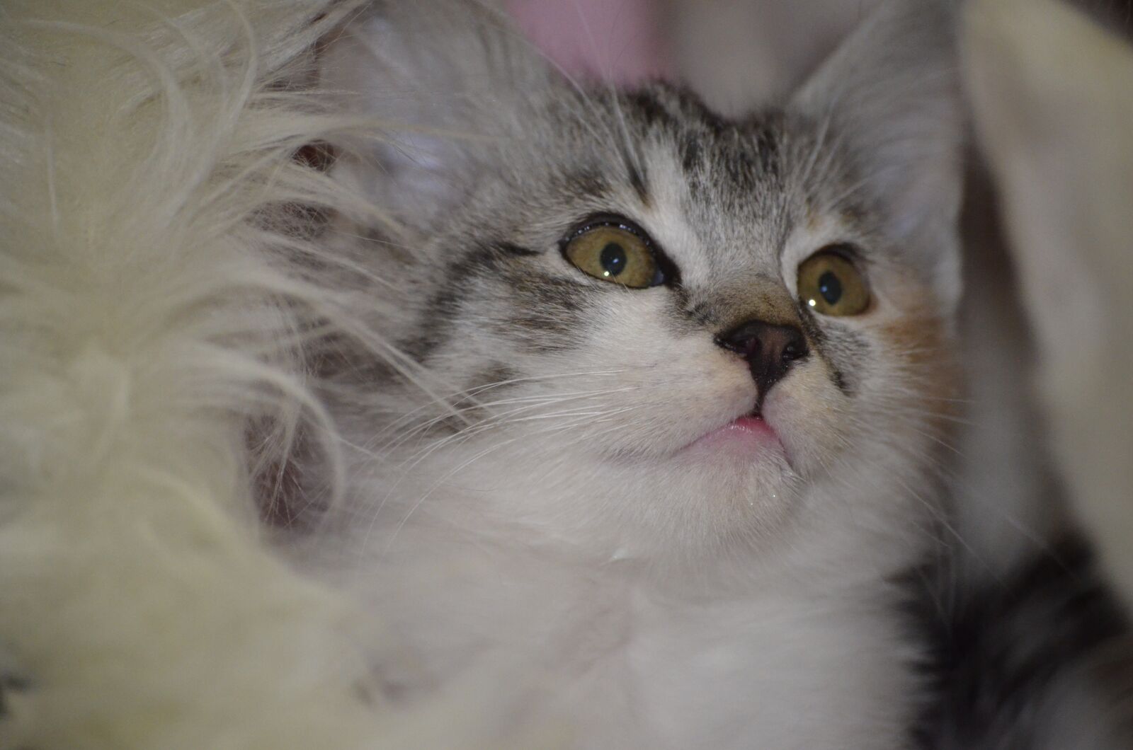 Nikon D5100 sample photo. Cat, kitten pet, baby photography