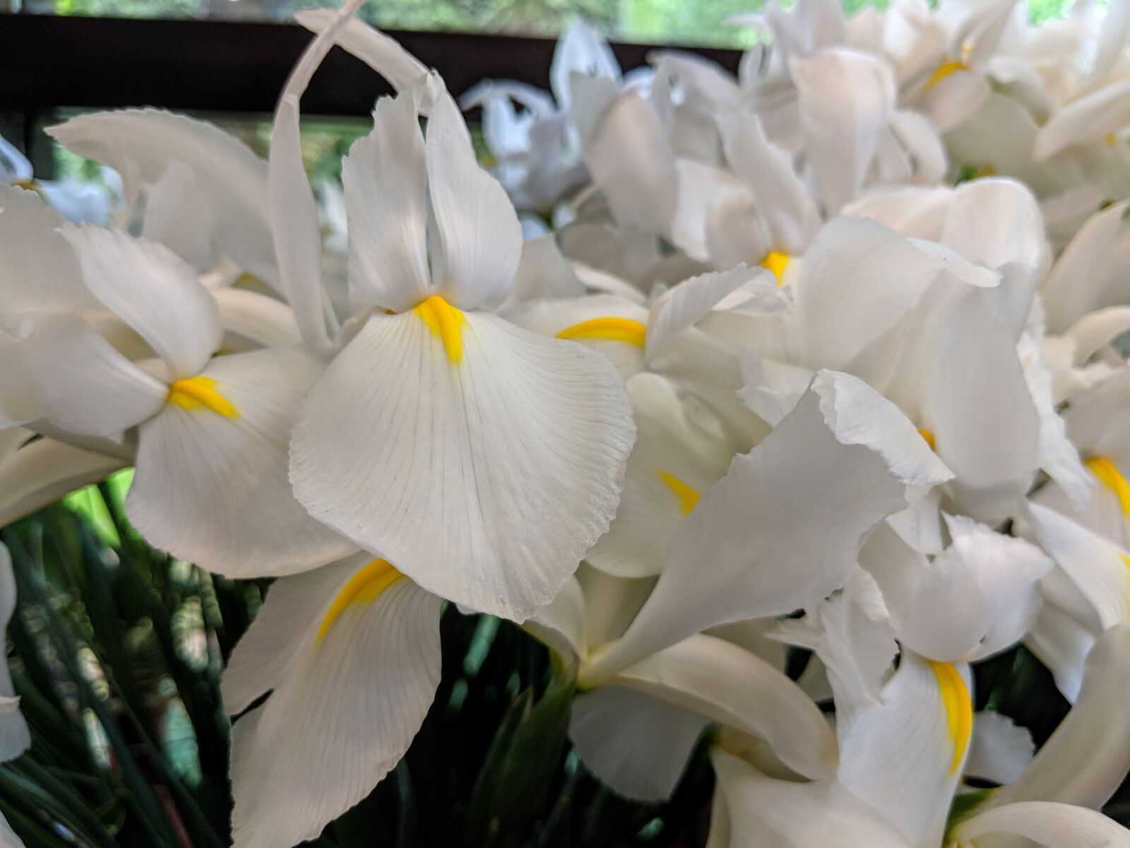 Google Pixel 2 sample photo. White flowers, iris, white photography