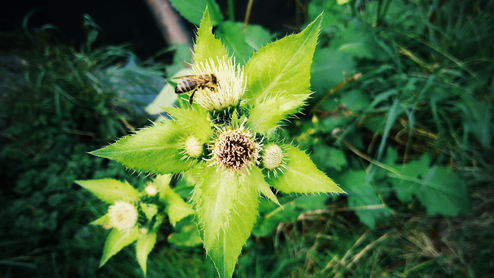 Lenovo K6 NOTE sample photo. Nature, plants, green photography