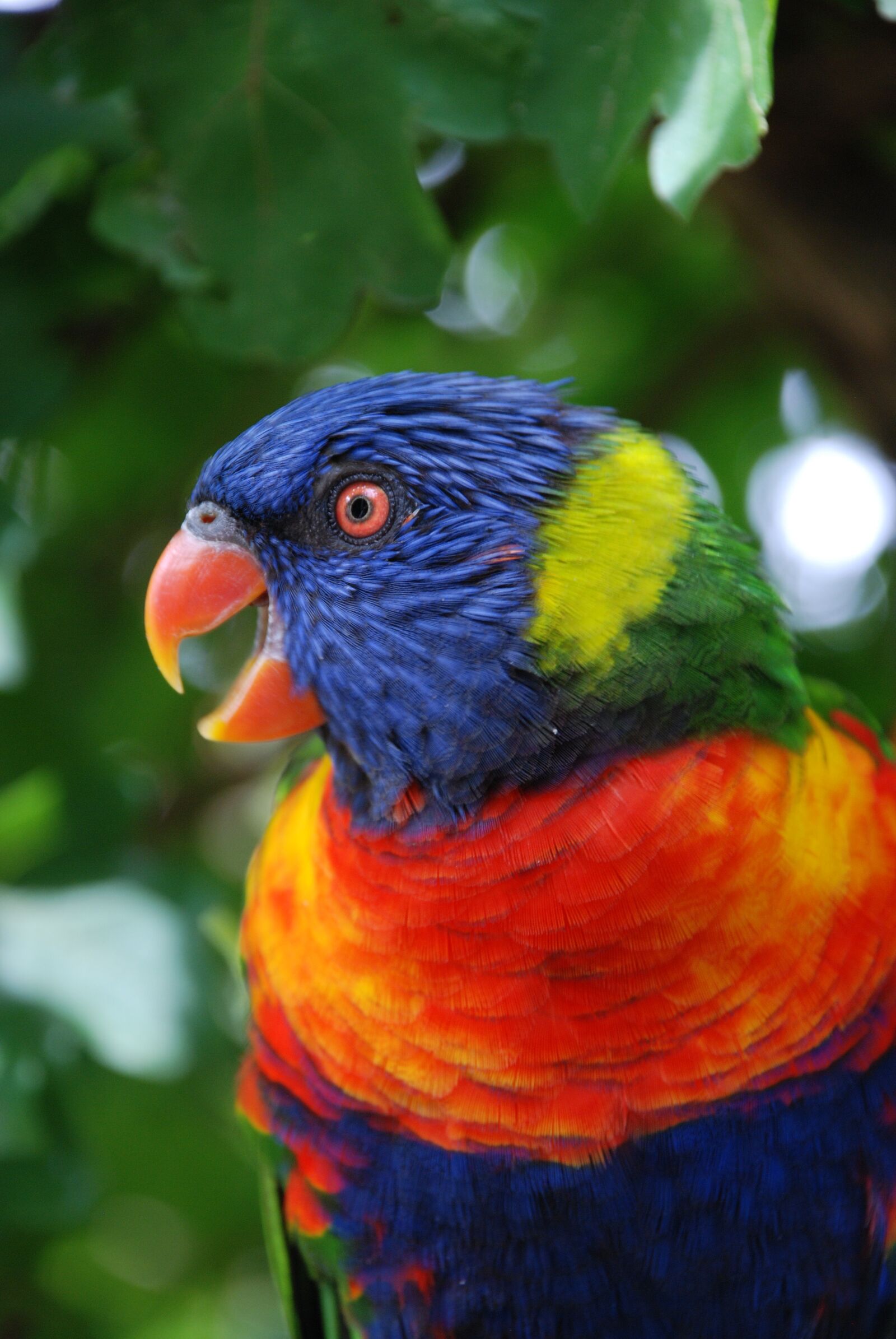 Nikon D80 sample photo. Bird, parrot, nature photography