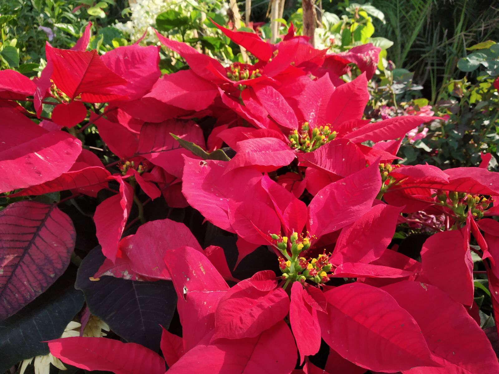 Xiaomi Redmi Note 5 Pro sample photo. Poinsettia, poinsettia flower, poinsettia photography
