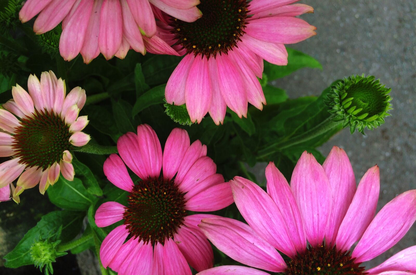 Apple iPhone 5s sample photo. Coneflower, echinacea, flower photography