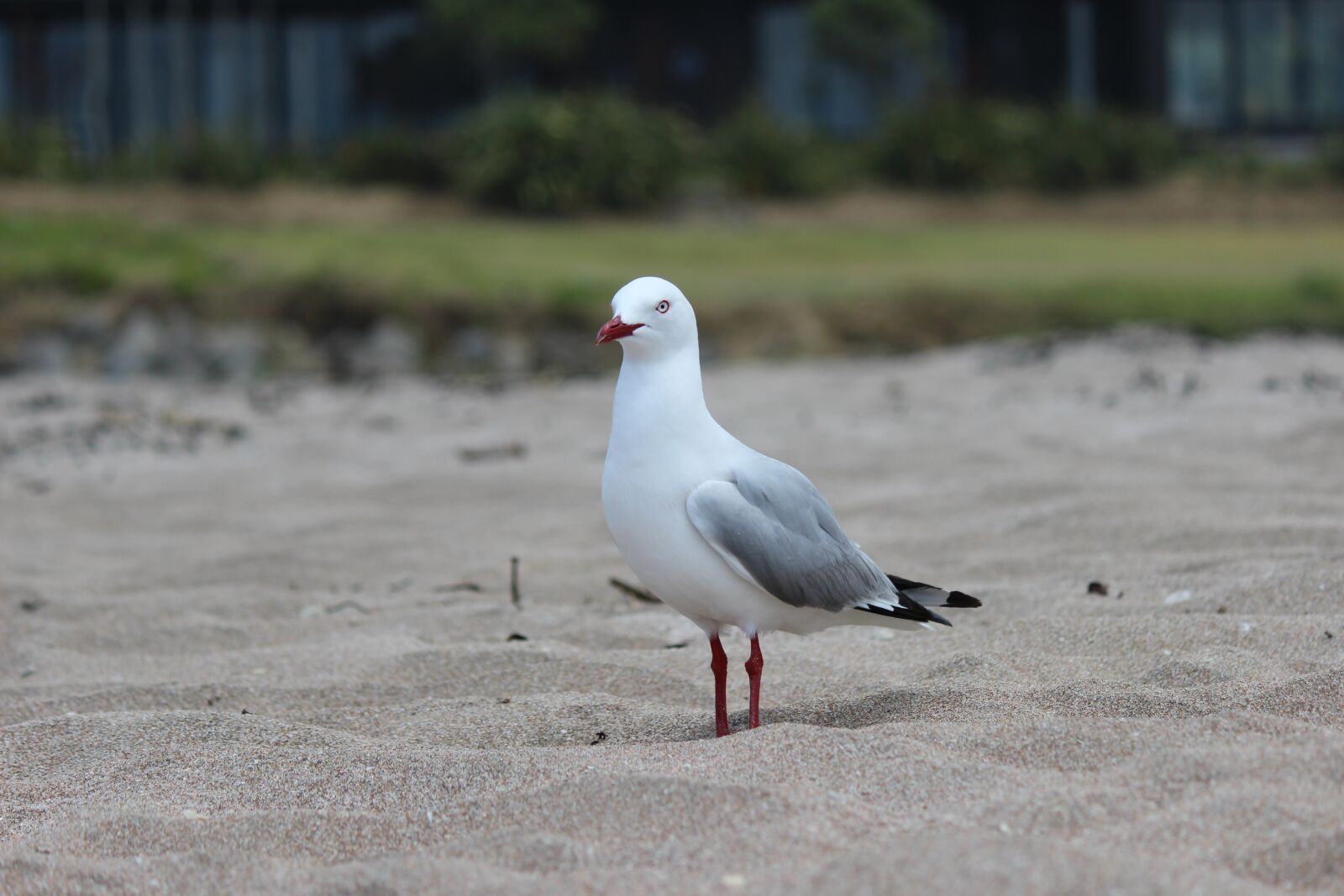 Canon EOS 600D (Rebel EOS T3i / EOS Kiss X5) sample photo. Seagull, bird, sea photography