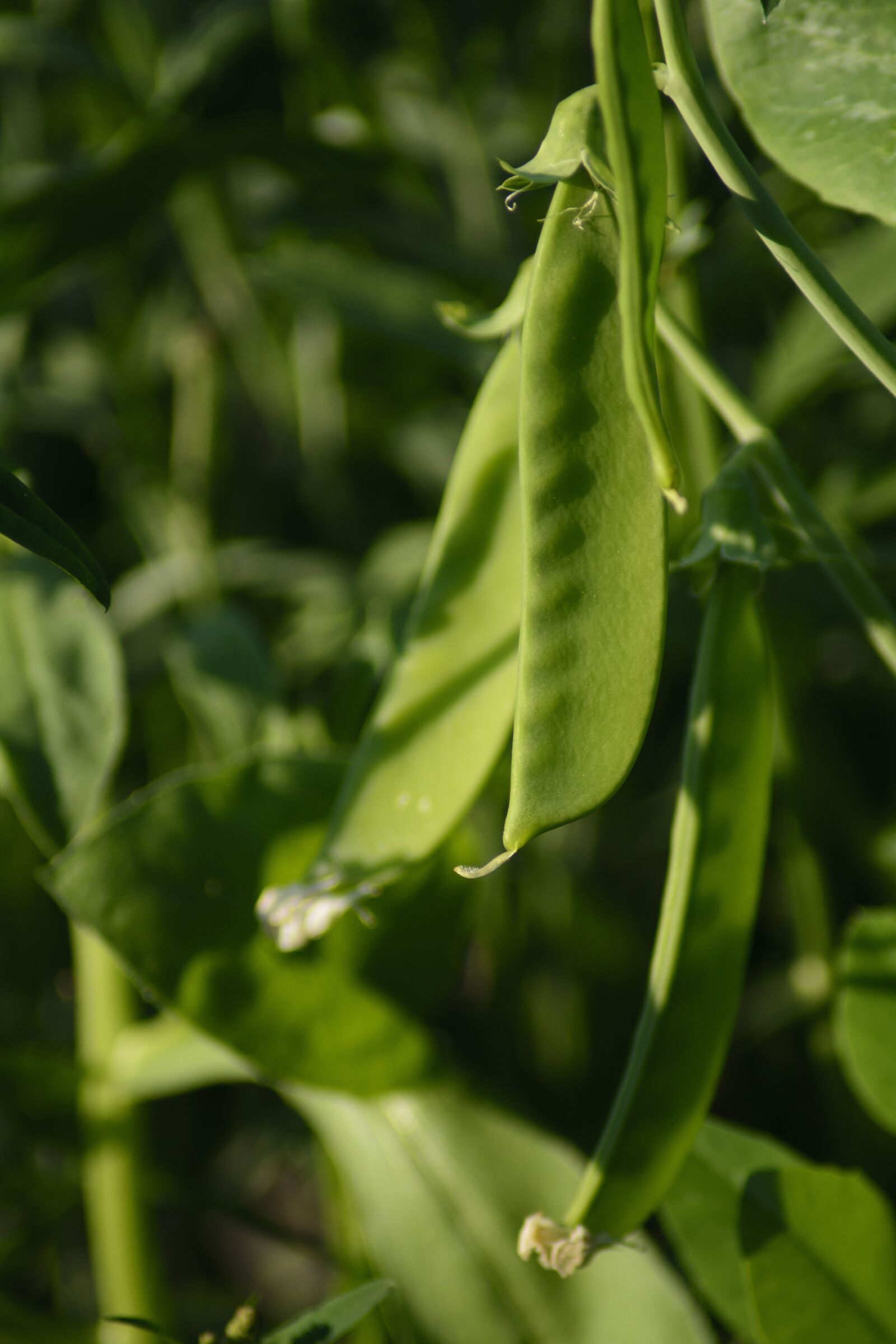 Nikon D7100 sample photo. Sugar peas, snap peas photography