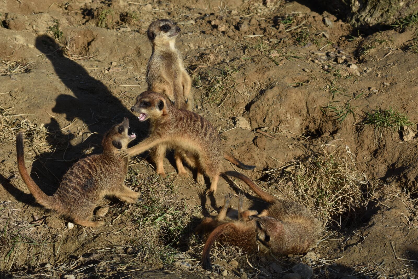 Nikon D7200 sample photo. Meerkat, fight, nature photography