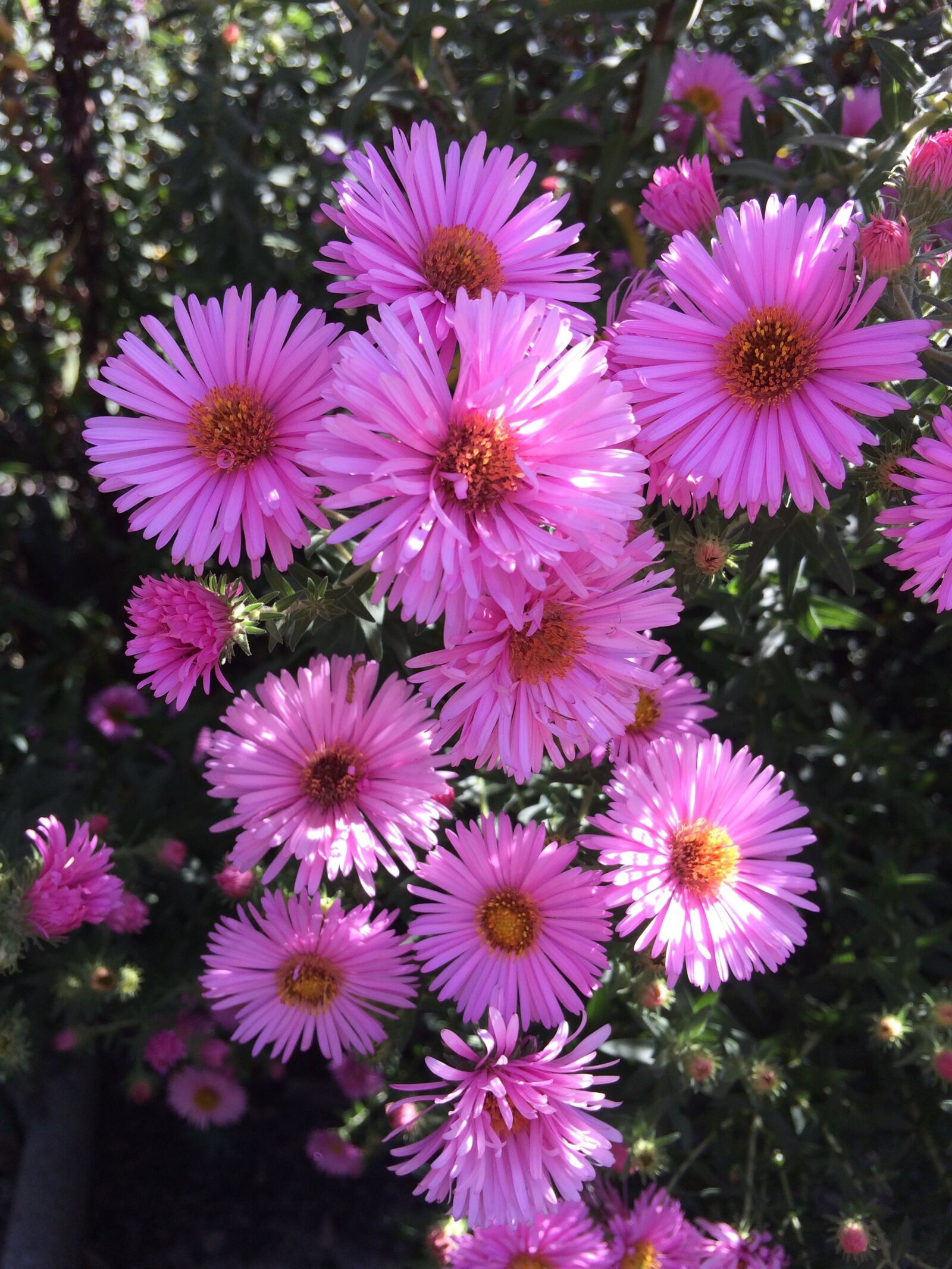 Apple iPhone 5s sample photo. Asters, pink, blossom photography