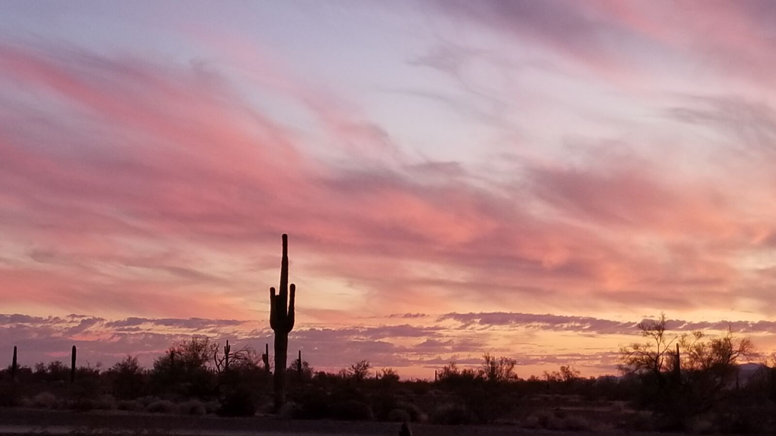 Samsung Galaxy S8 sample photo. Desert sunset, cactus, arizona photography
