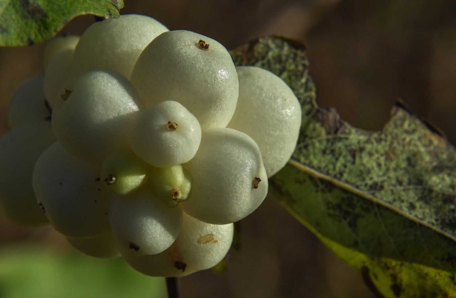 Nikon D5500 sample photo. Plant, berry, nature photography