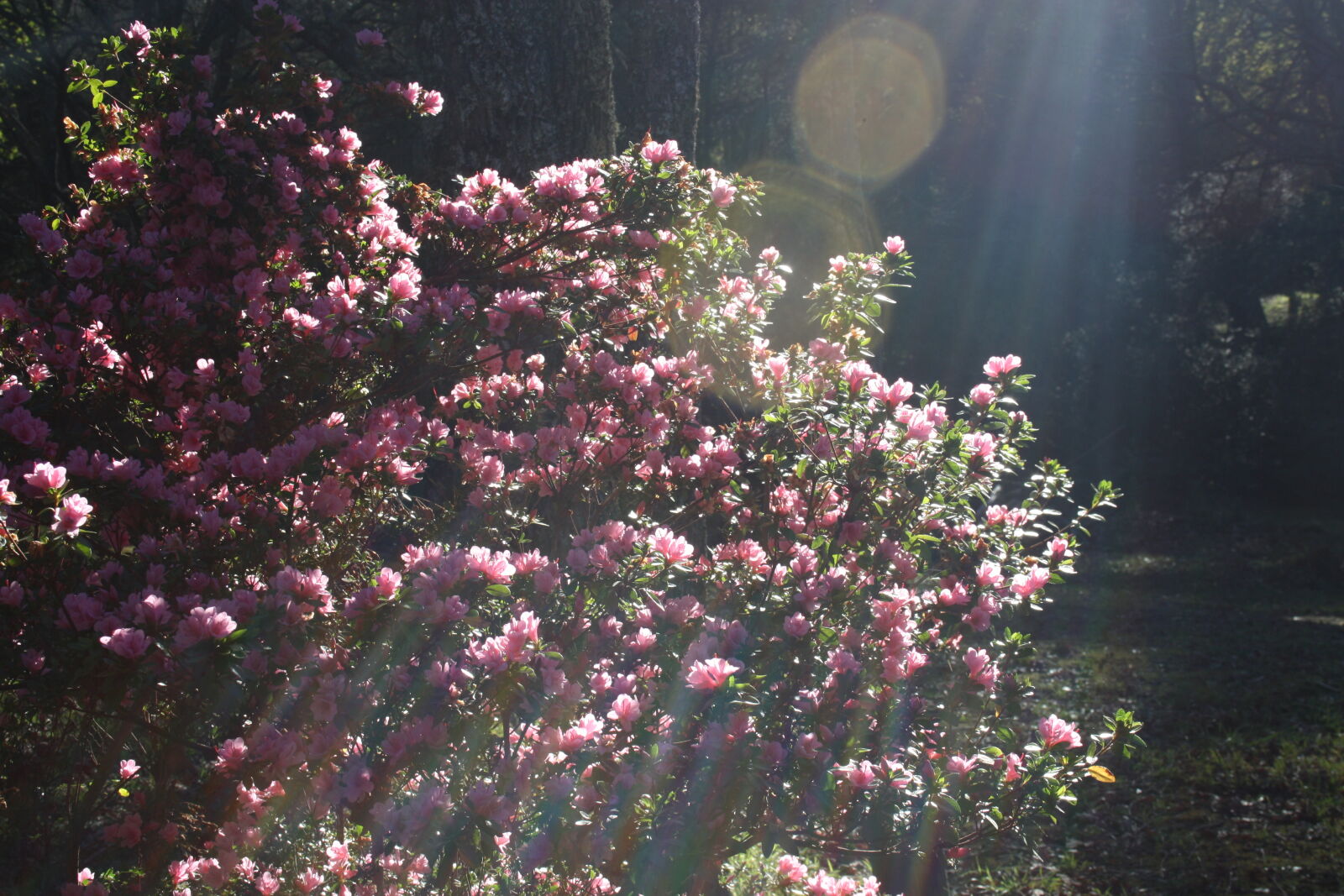 Canon EF-S 18-55mm F3.5-5.6 II sample photo. Flowers, lens, flare, nature photography