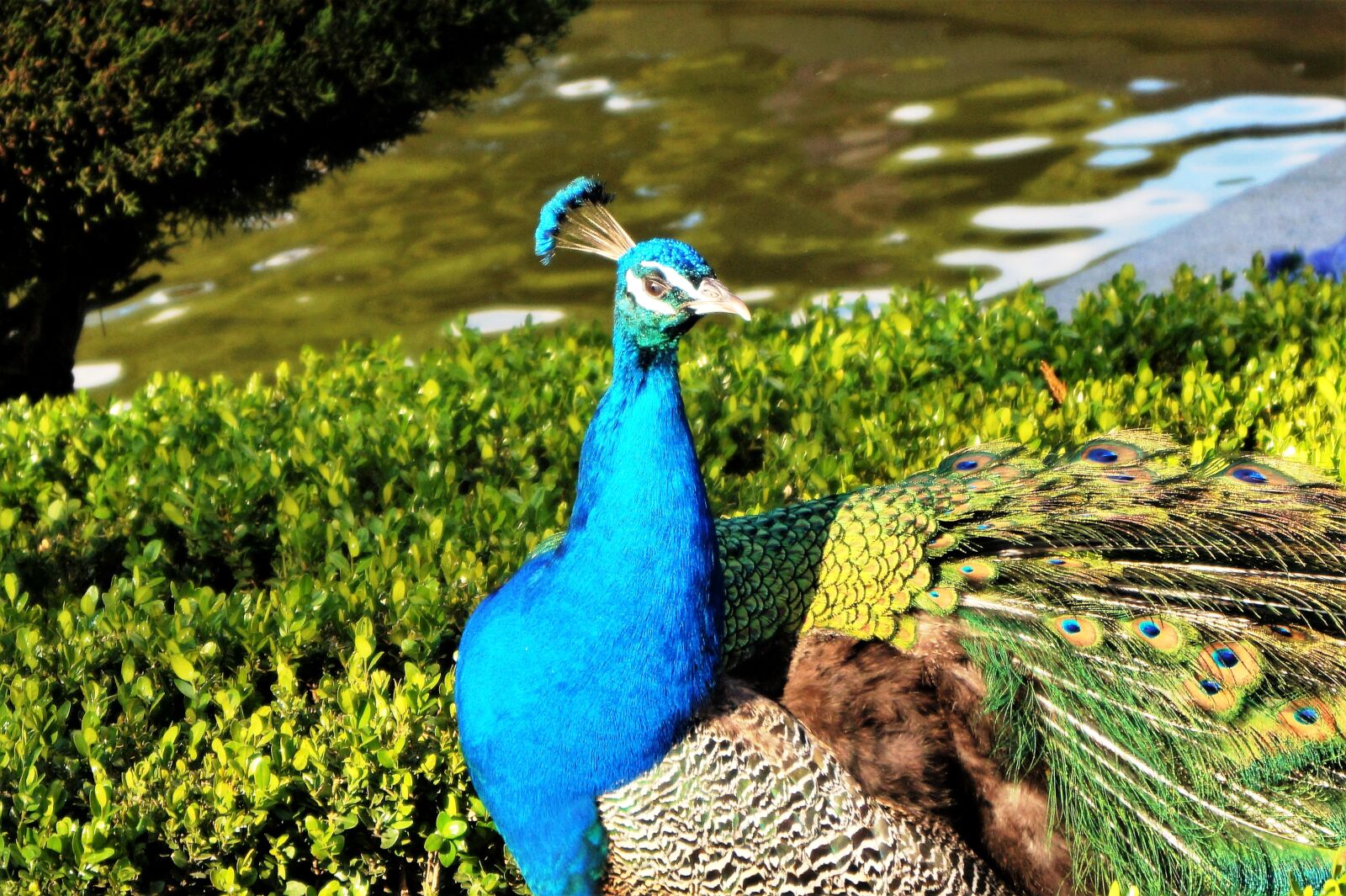 Sony DT 18-55mm F3.5-5.6 SAM II sample photo. Peacock, the retiro madrid photography