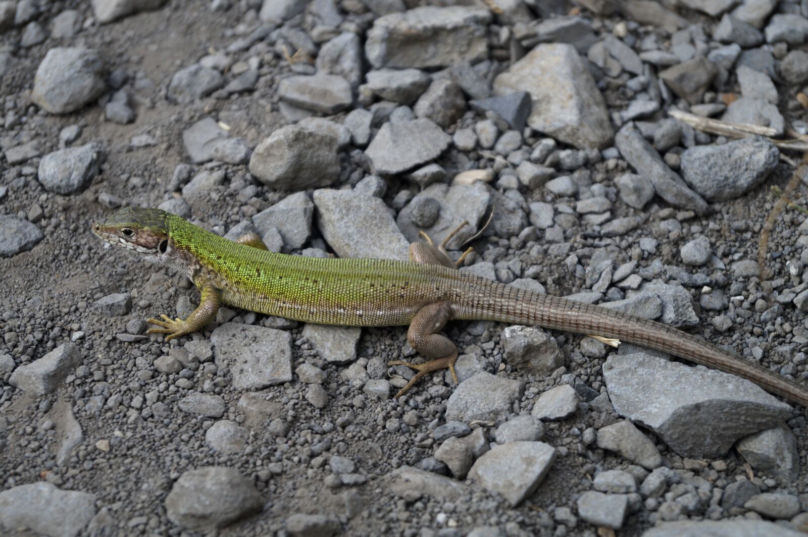 Sony DT 18-55mm F3.5-5.6 SAM II sample photo. Lizard, green, reptile photography