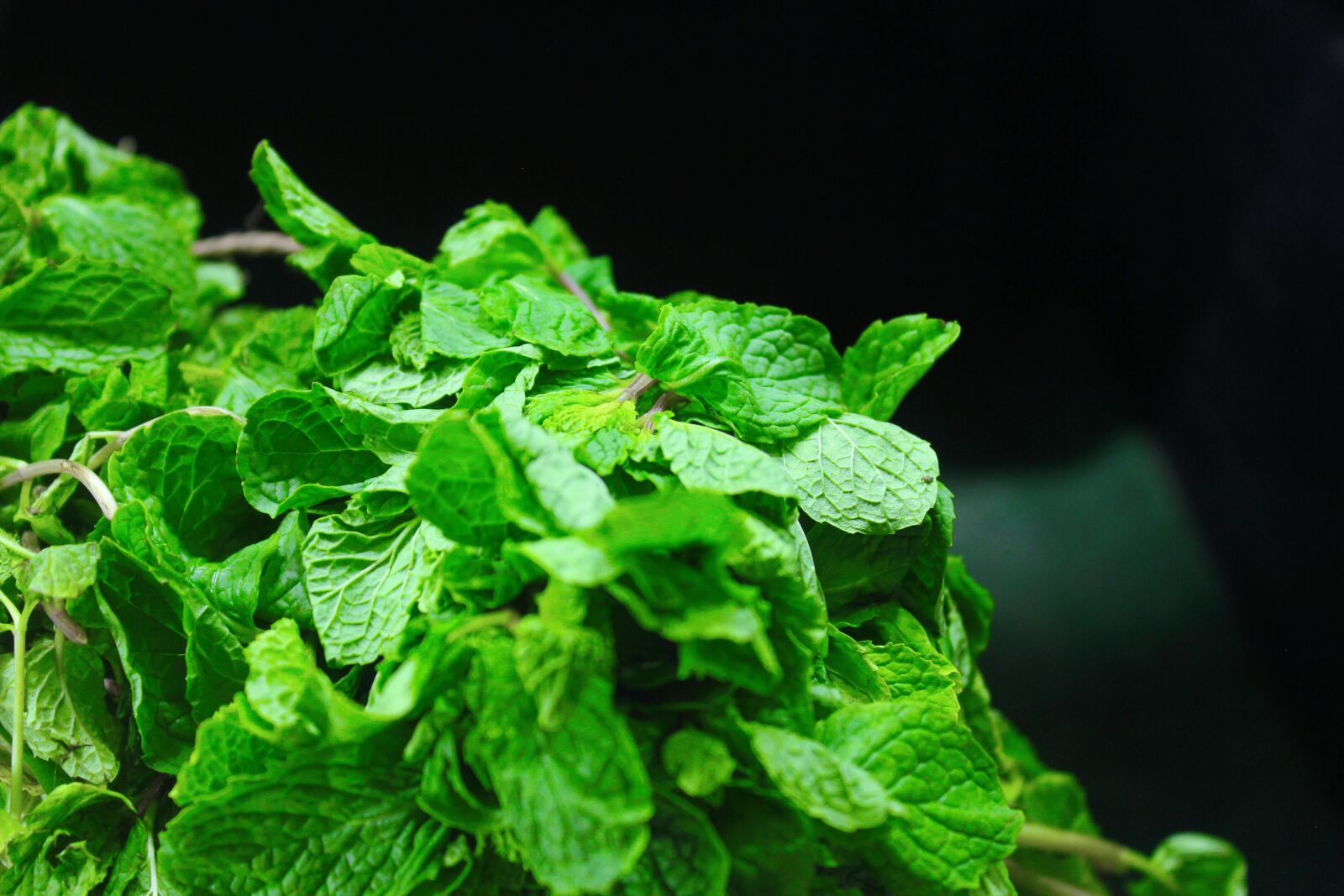 Canon EOS 550D (EOS Rebel T2i / EOS Kiss X4) sample photo. Mint leaves, mint, fresh photography