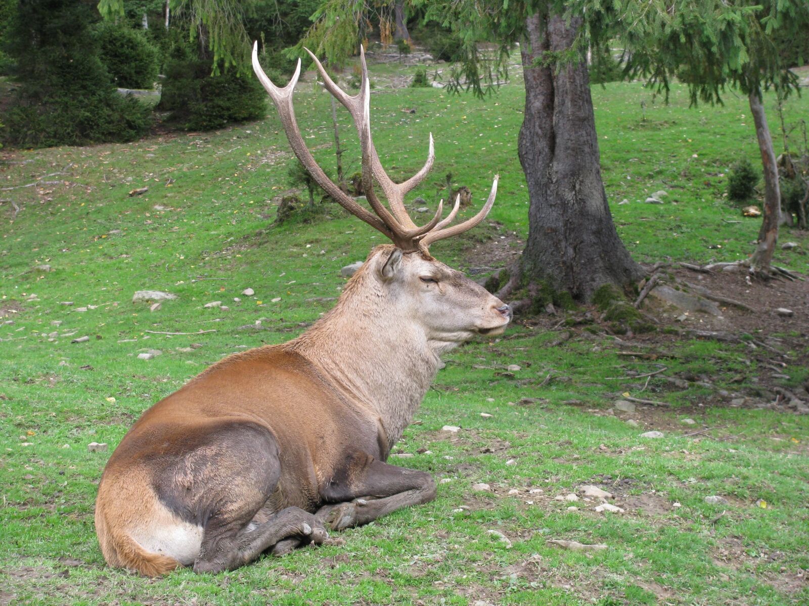 Canon PowerShot SX110 IS sample photo. Deer, animals, the horn photography