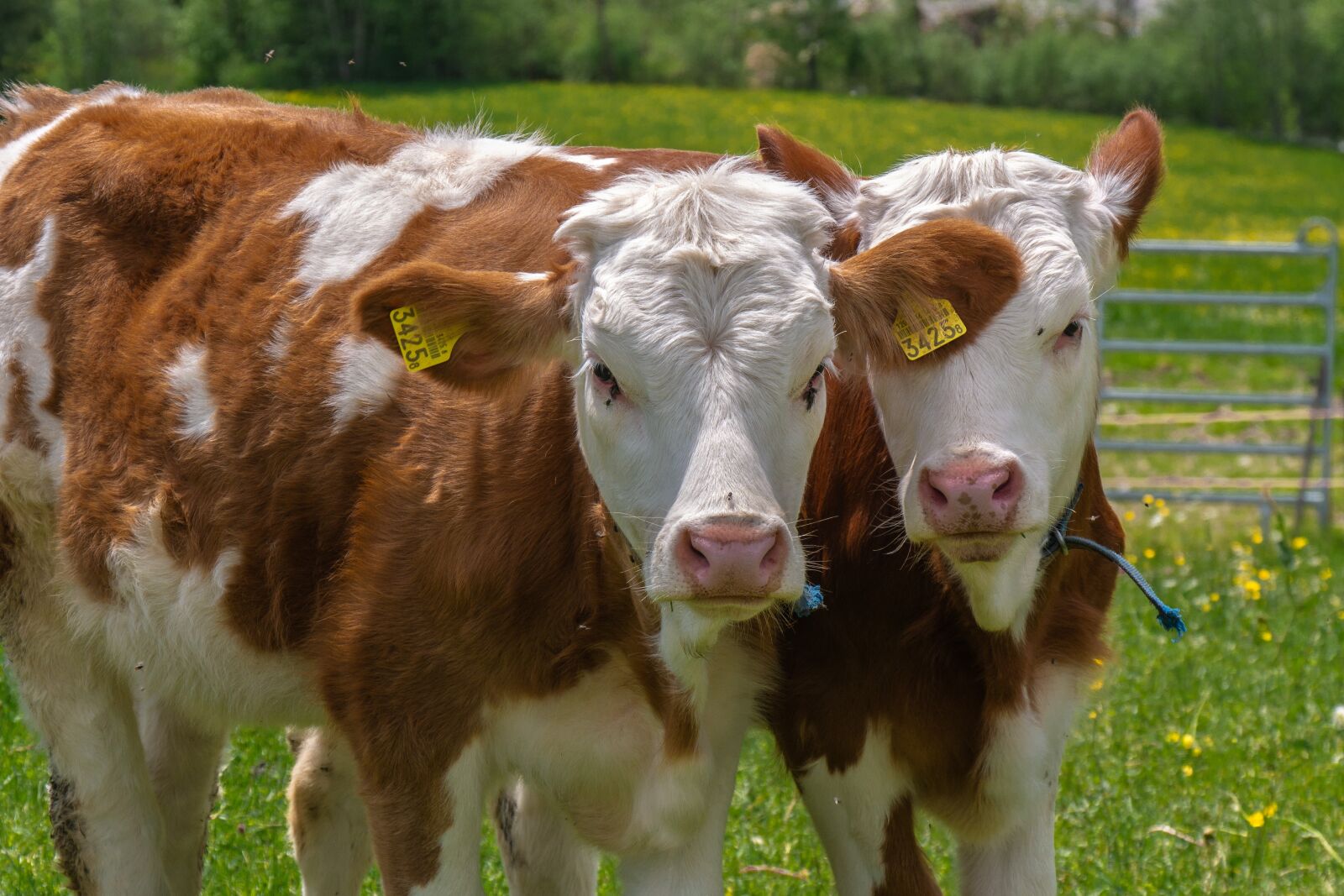 Panasonic Lumix G Vario 14-140mm F3.5-5.6 ASPH Power O.I.S sample photo. Animals, cows, agriculture photography