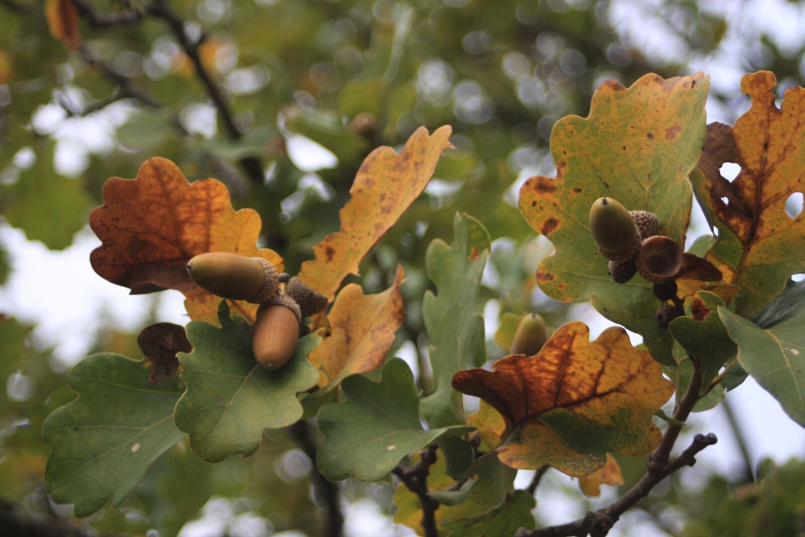 Canon EOS 40D sample photo. Acorn, leaves, fall photography