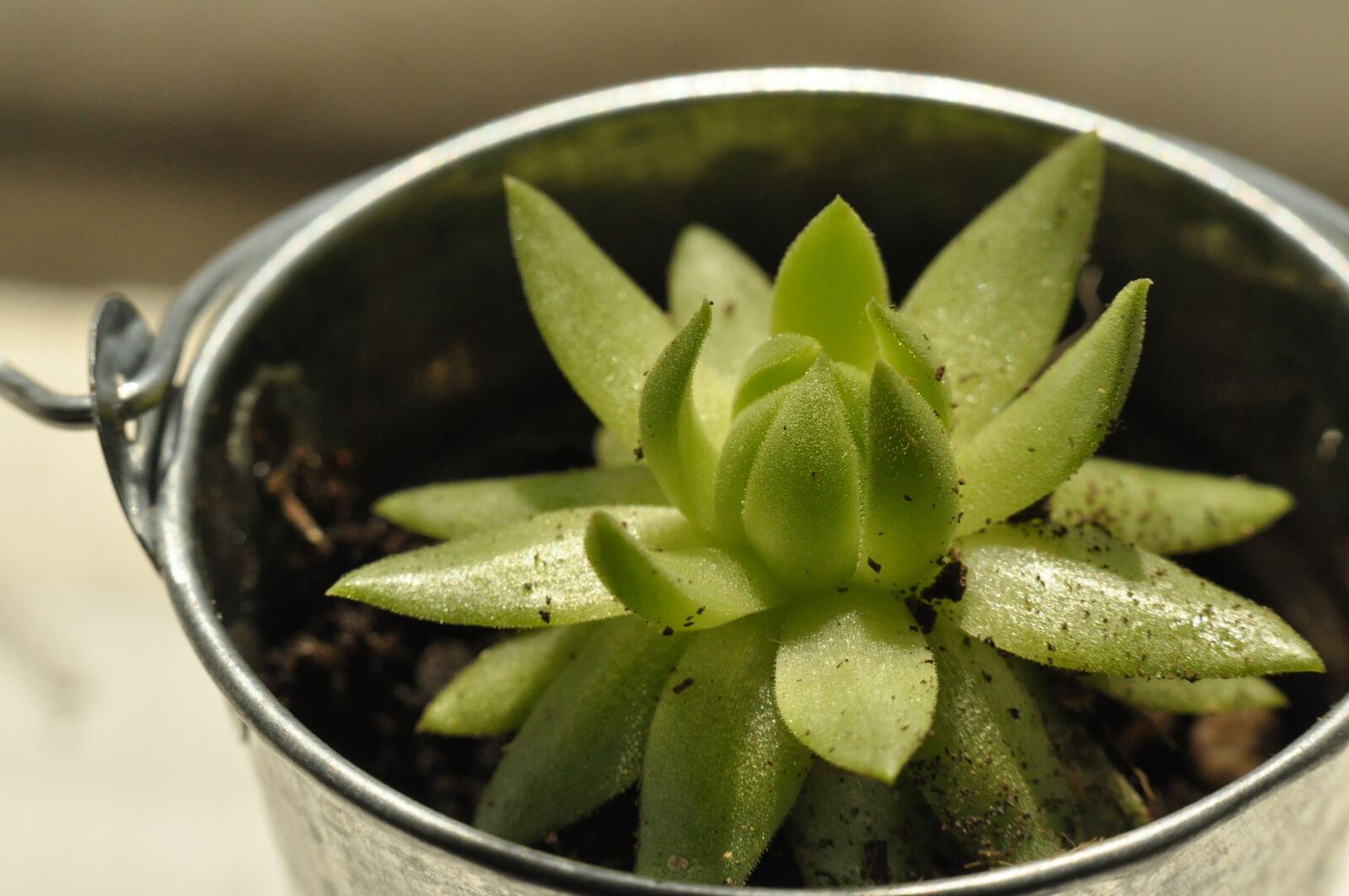 Nikon D90 sample photo. Succulent, green, plant photography