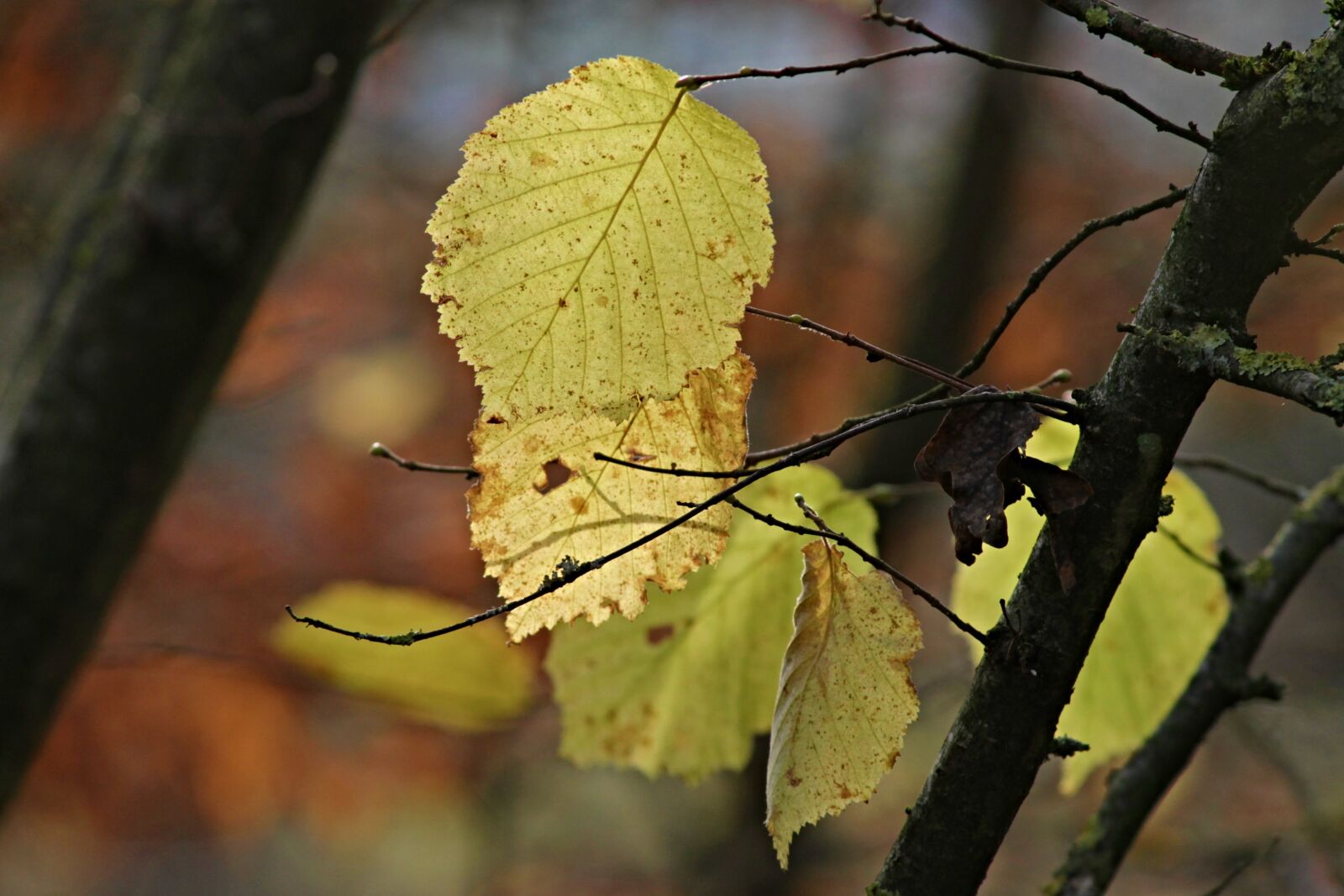 Canon EOS 1100D (EOS Rebel T3 / EOS Kiss X50) sample photo. Leaves, autumn, fall foliage photography