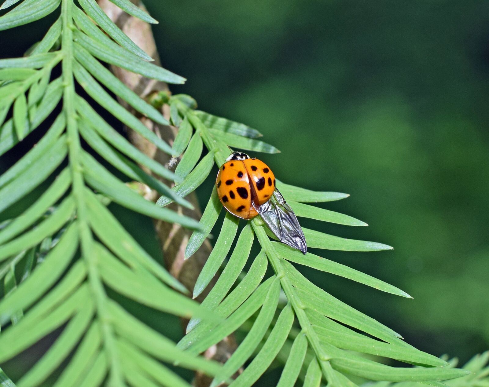 Nikon D3300 sample photo. Fouteeen-spotted, ladybug, insect photography