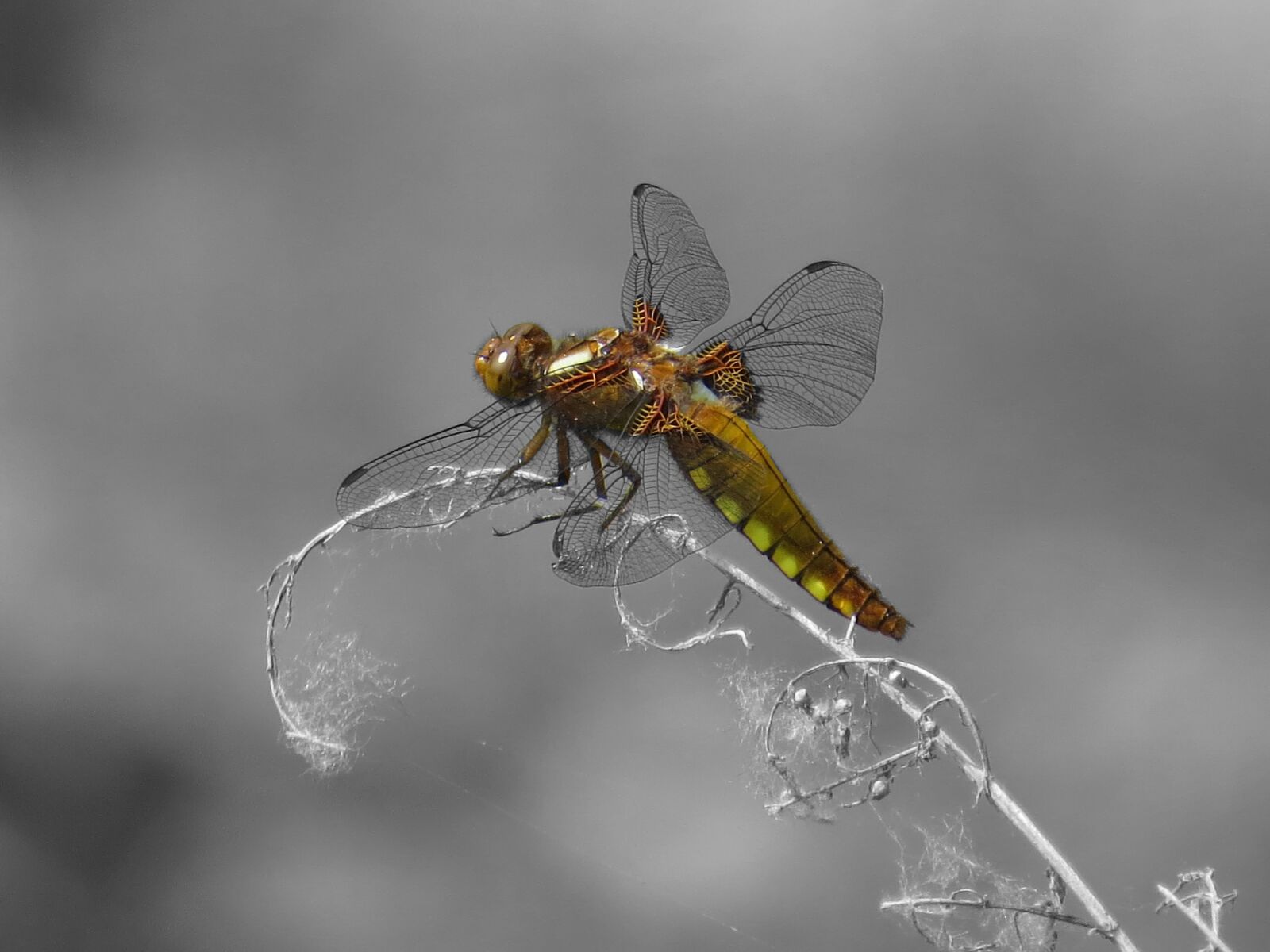Canon PowerShot SX50 HS sample photo. Dragonfly, black and white photography