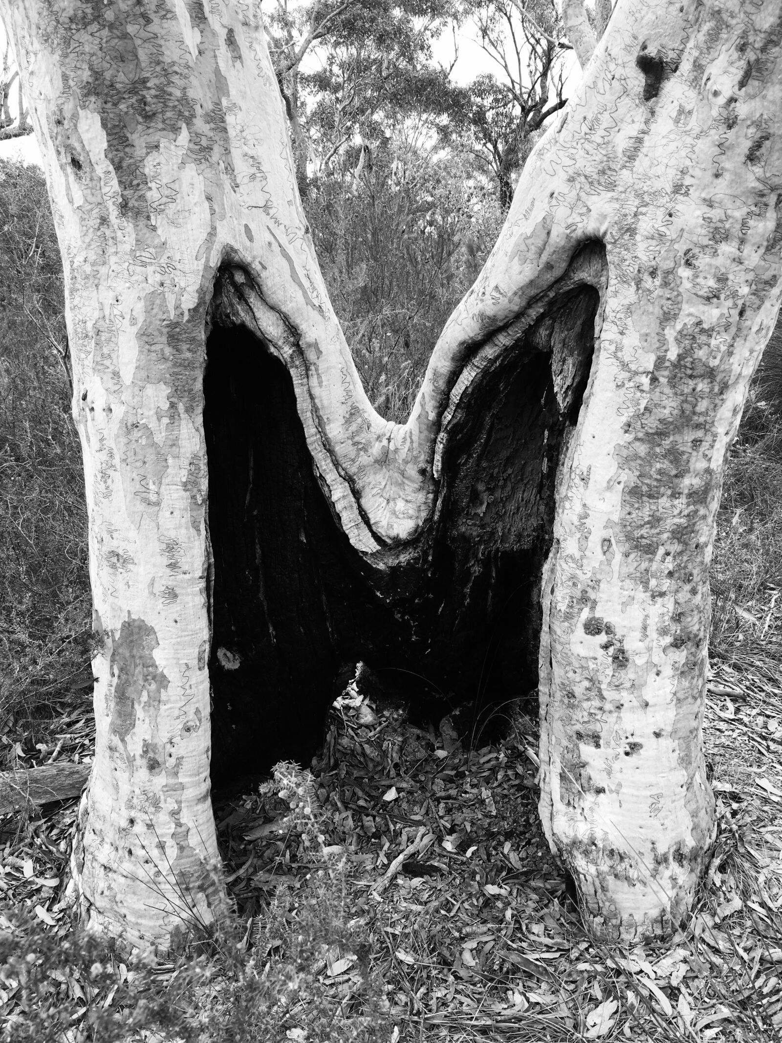 iPhone 6s Plus back camera 4.15mm f/2.2 sample photo. Blackandwhite, tree, nature photography