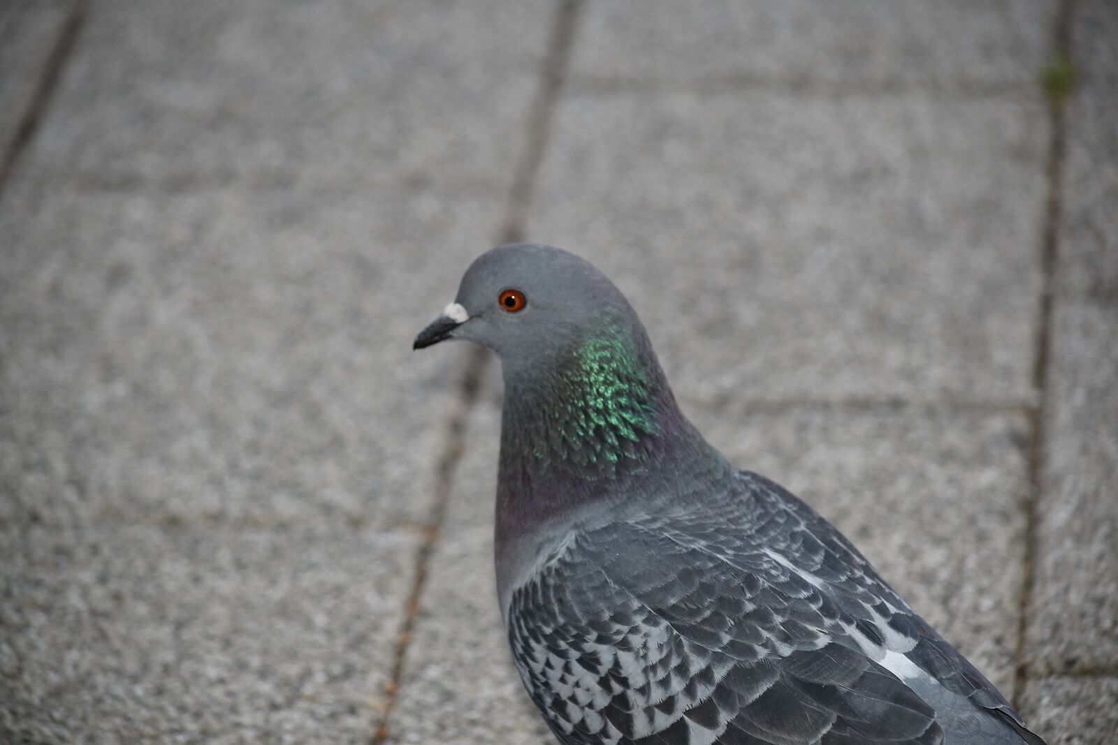 Nikon D5500 sample photo. Pigeon, dove, nature, beak photography