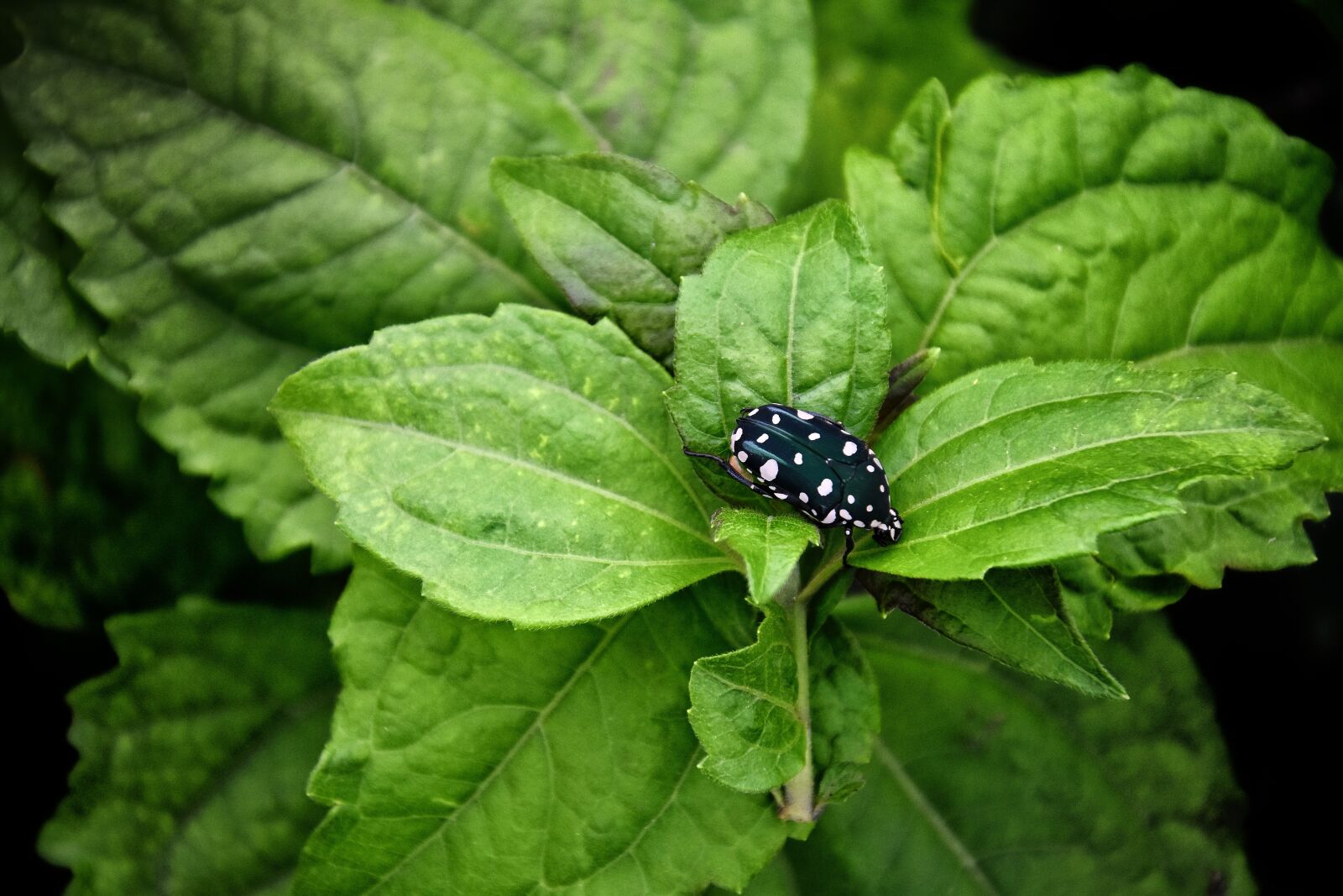 Nikon D7200 sample photo. Insect, bug, green photography