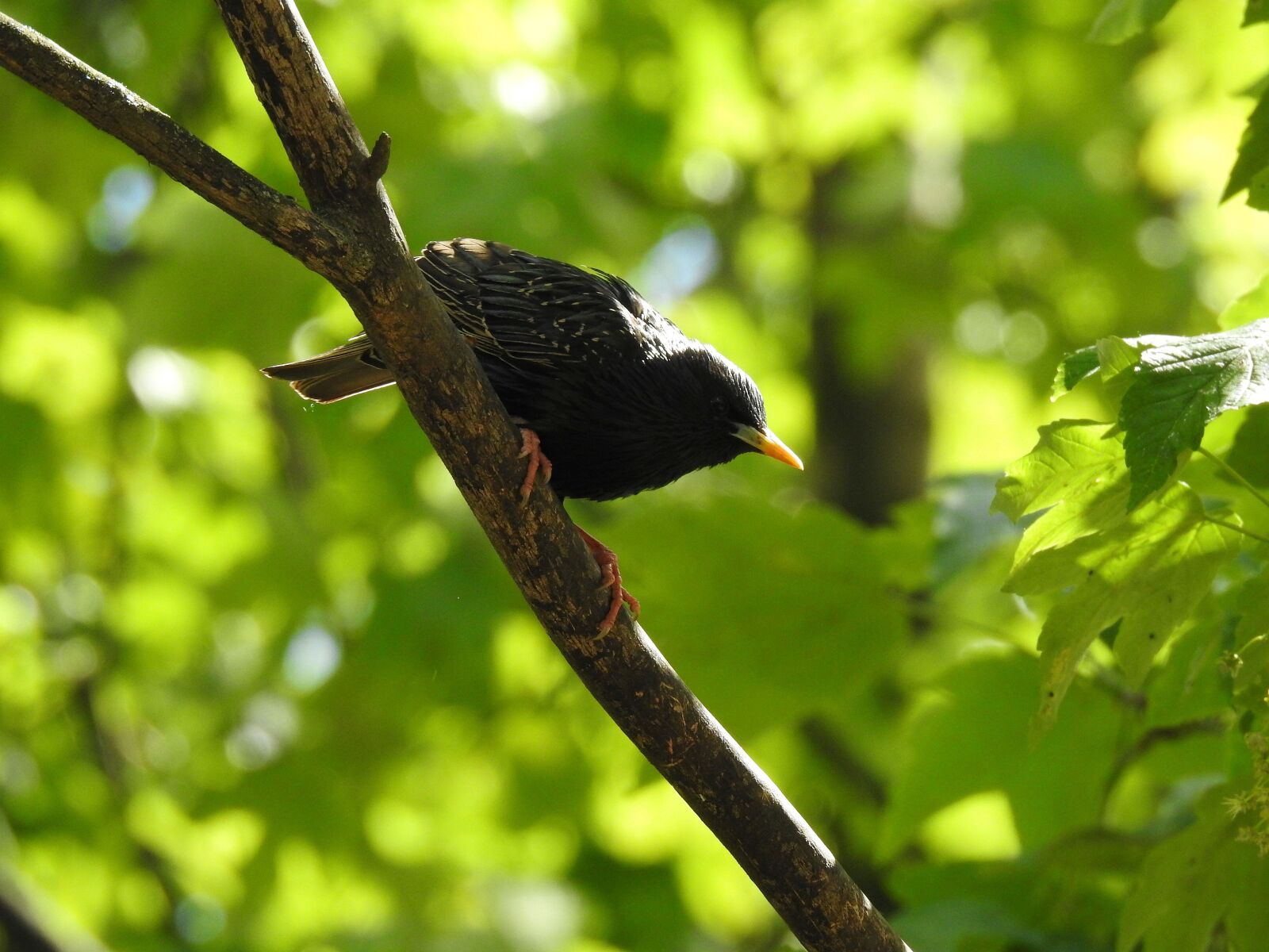 Nikon Coolpix P900 sample photo. Starling, bird, park photography