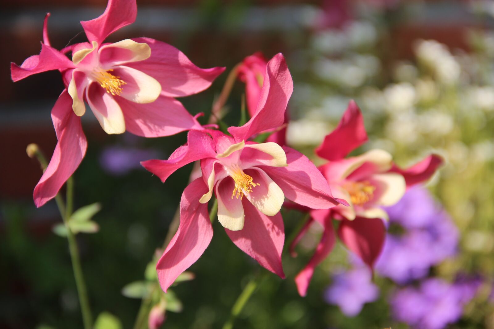 Canon EOS 600D (Rebel EOS T3i / EOS Kiss X5) sample photo. Columbine, flowers, nature photography