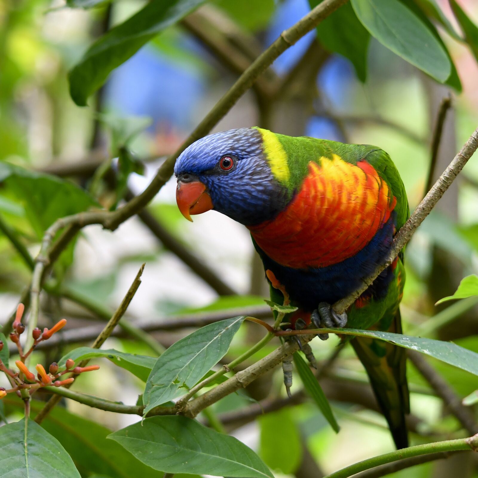 Nikon D500 sample photo. Parrot, bird, plumage photography