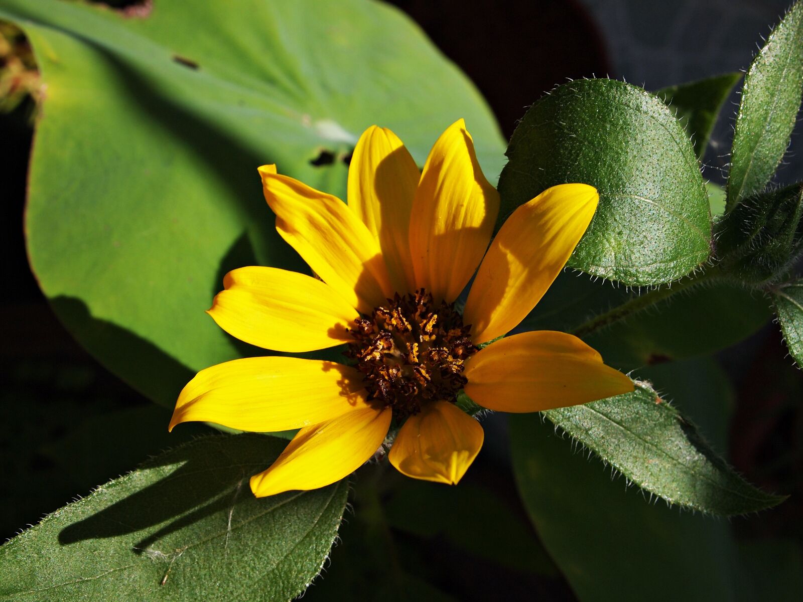 Olympus PEN E-PL1 sample photo. Flowers, tree, yellow photography