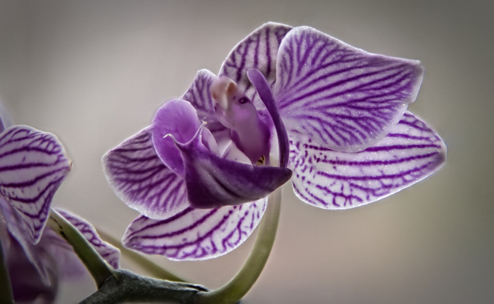 Nikon D5300 sample photo. Flower, plant, nature photography