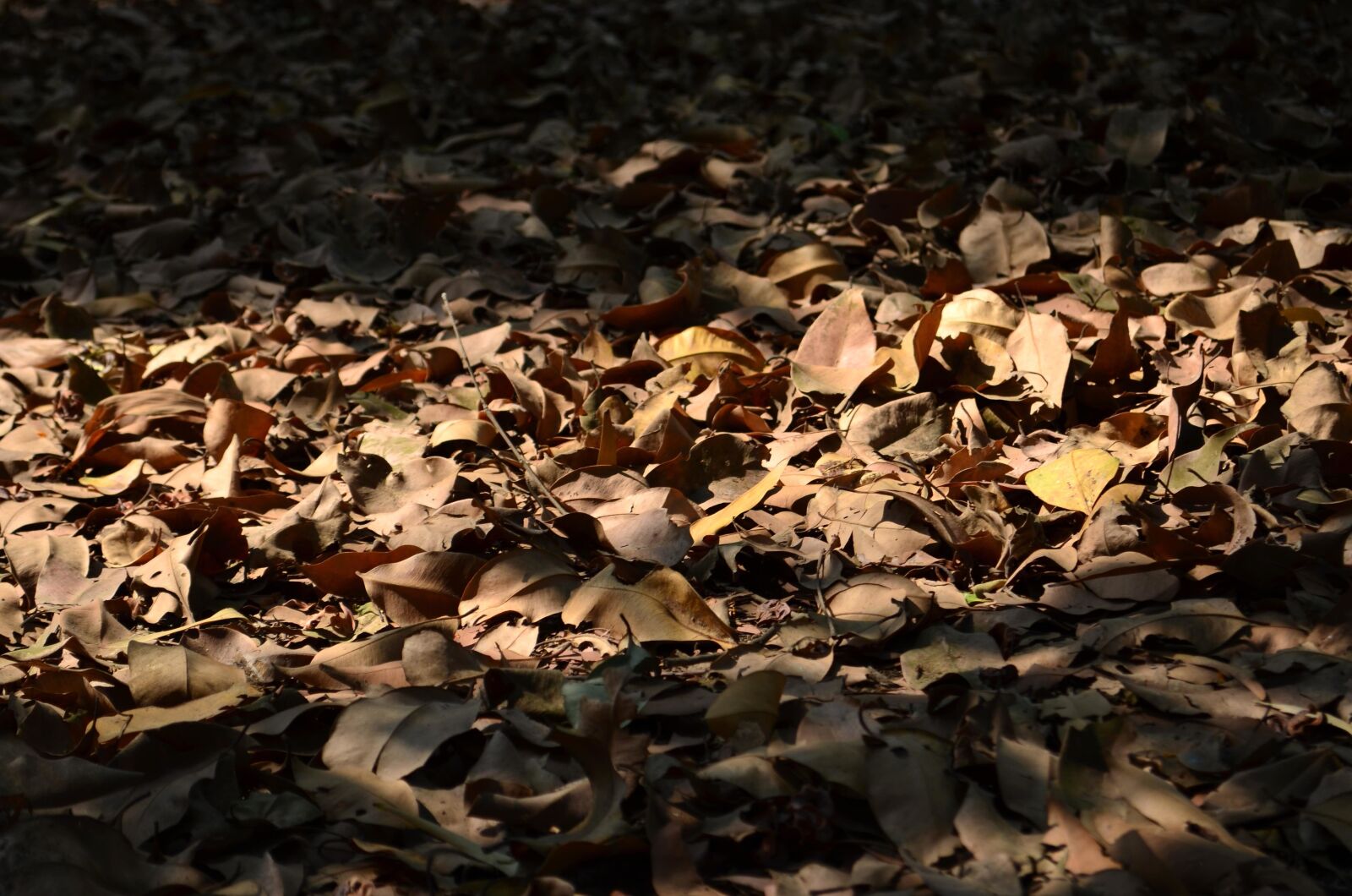 Nikon D5100 sample photo. Dark, sahdow, leaves, ground photography