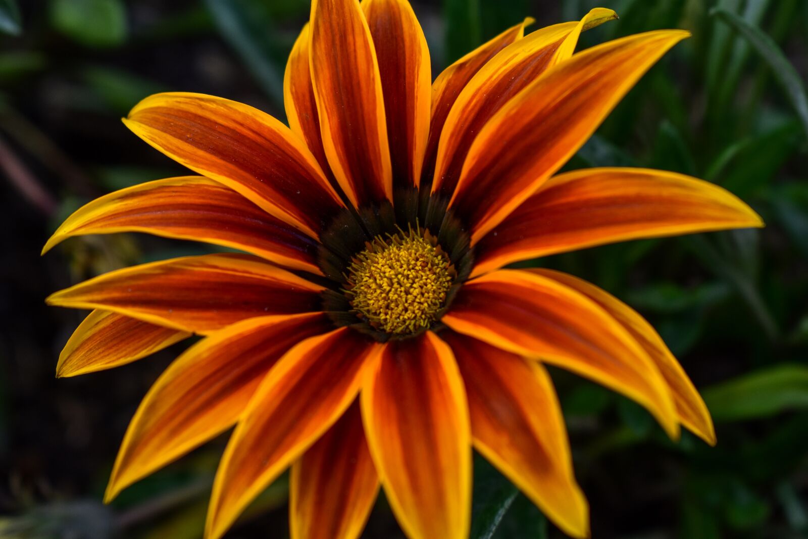 Nikon D3400 sample photo. Flower, beautiful flower photography