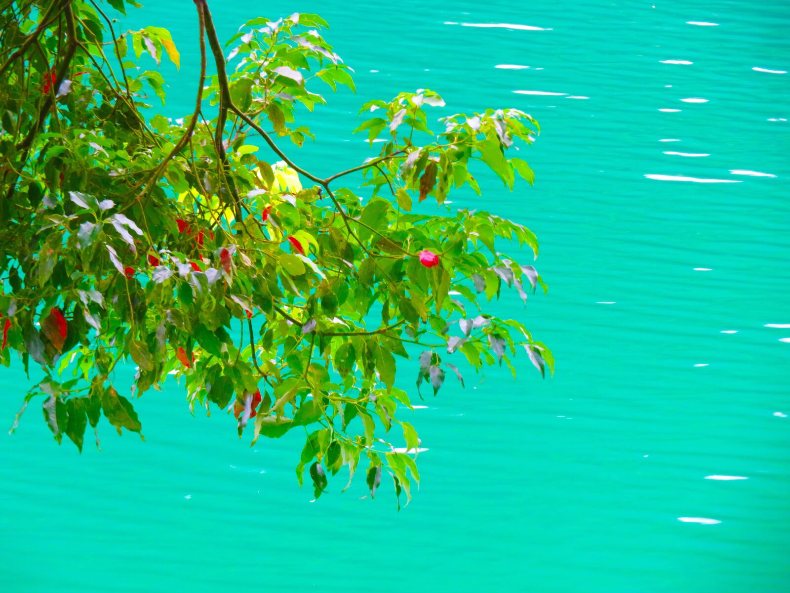 Canon PowerShot SX720 HS sample photo. Lake, nature, trees photography