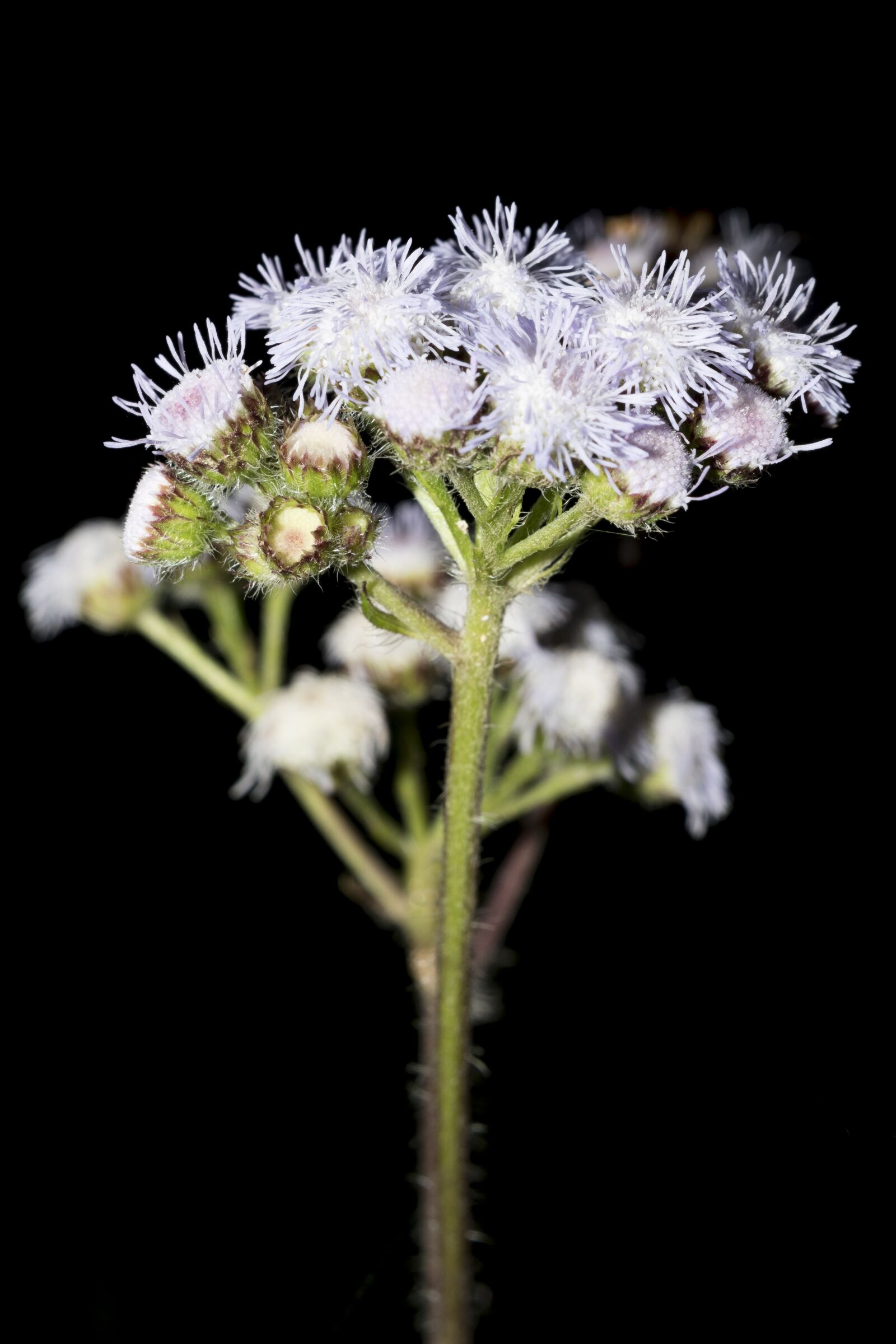 Nikon D5500 sample photo. Flower, quindío, colombia photography