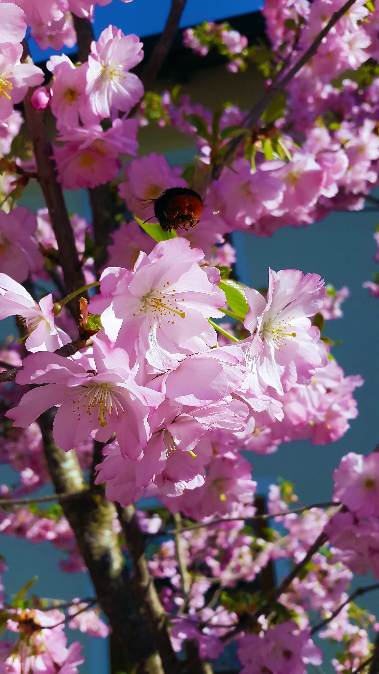 Samsung Galaxy Alpha sample photo. Flowers, spring, nature photography