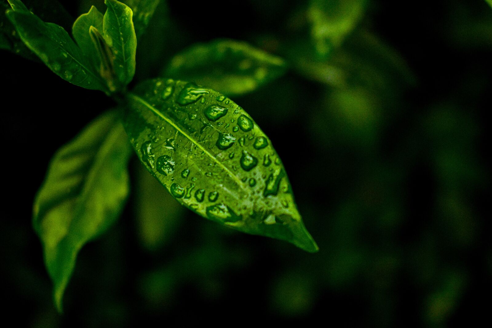 Nikon D3400 sample photo. Leaf, wet, surface photography