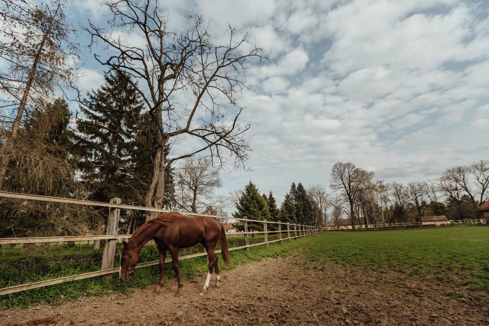 Canon EF 16-35mm F2.8L II USM sample photo. Animal, farmland, horse, light photography