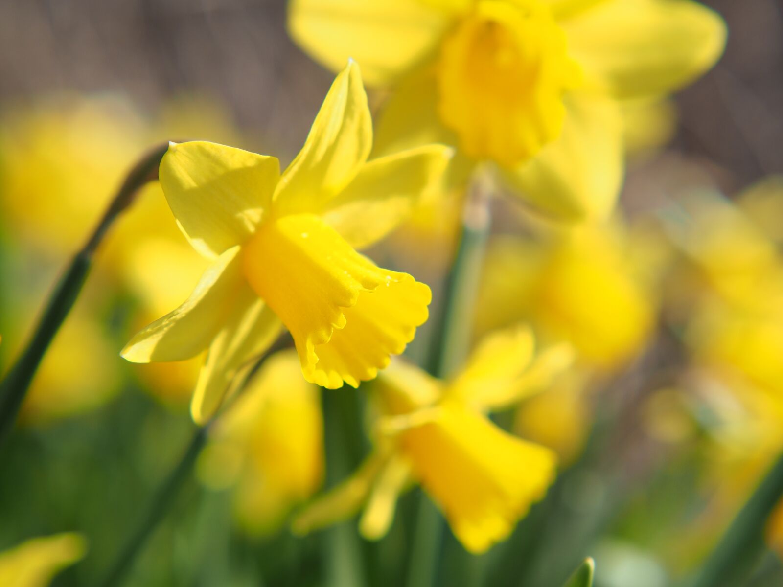 Olympus OM-D E-M10 sample photo. Flowers, spring, crocus photography