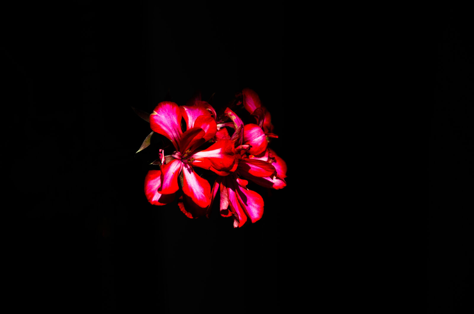 Nikon D5100 sample photo
