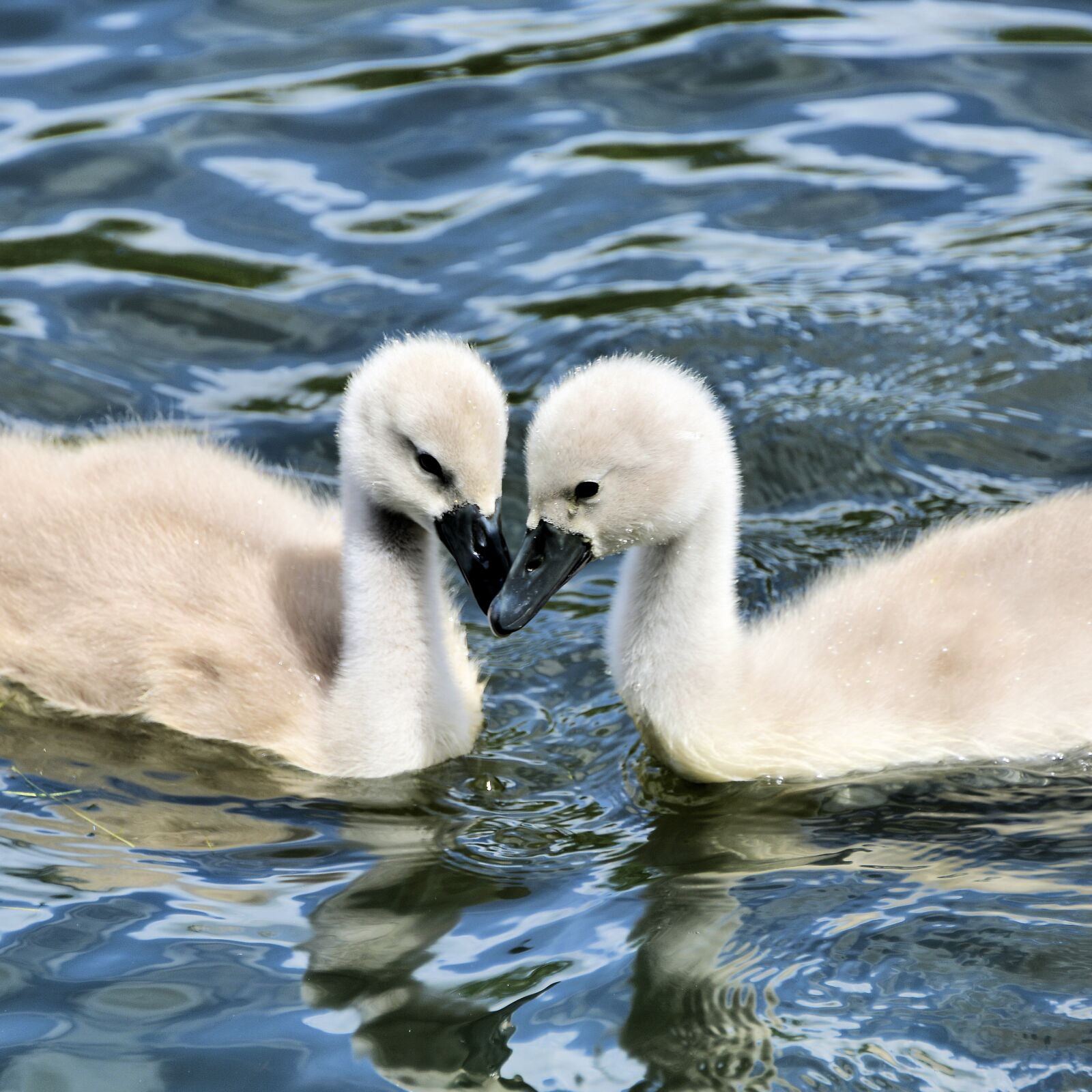 Nikon D850 sample photo. Cygnets, swan, animal photography