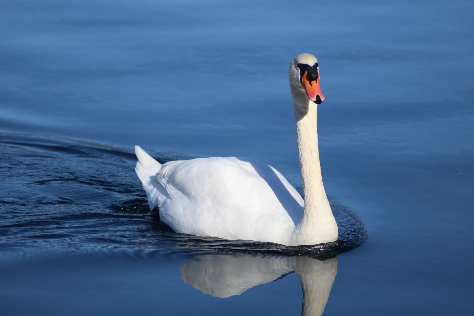 Canon EOS 1200D (EOS Rebel T5 / EOS Kiss X70 / EOS Hi) sample photo. Swan, lake, bird photography
