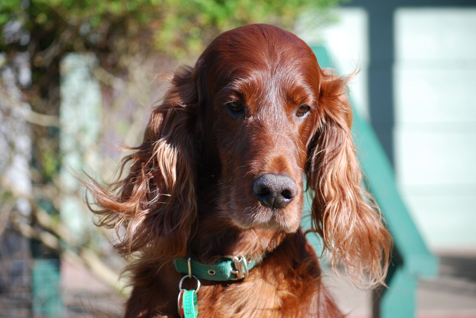 Nikon D60 sample photo. Dogs, irish setter, red photography
