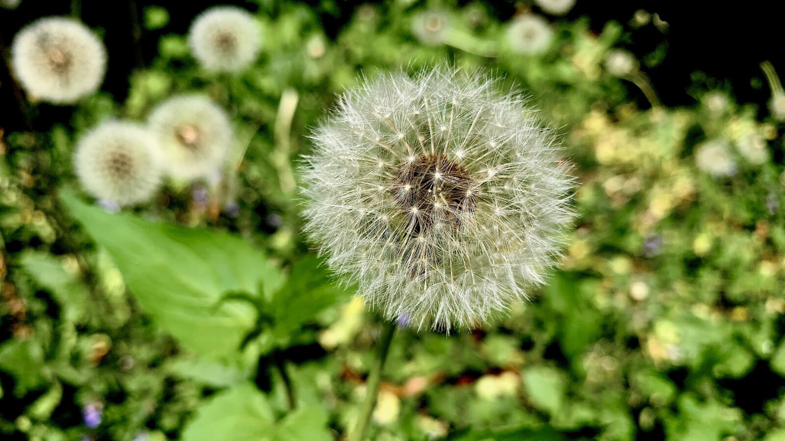 Apple iPhone XR sample photo. Dandelion, spring, seeds photography